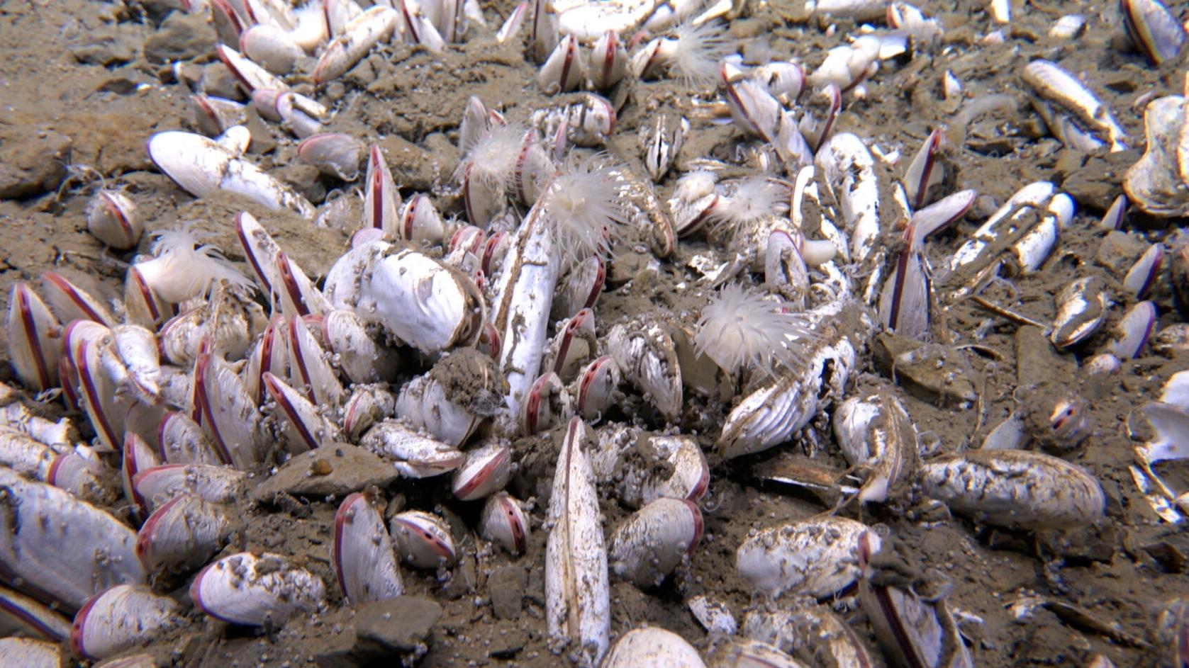 Submersible finds sea creatures thriving in the deepest parts of the ocean